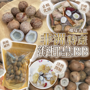 [H604153]正宗非洲海椰皇